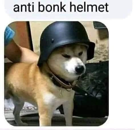 Anti bonk helmet - chó đội mũ bảo hiểm chống bonk