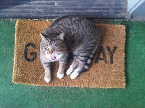 Mèo nằm trên tấm thảm có chữ GAY