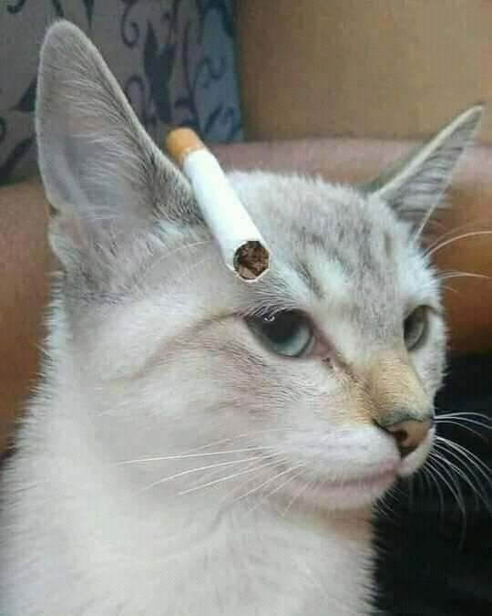 Mèo gác điếu thuốc lên tai giống như người
