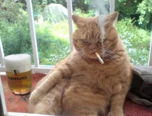 Mèo hút thuốc ngầu lòi có cốc bia kế bên