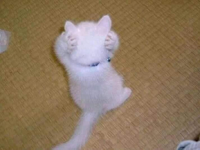 Mèo trắng bịt hai tai như không muốn nghe ai nói gì