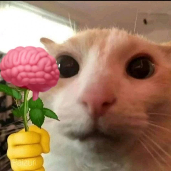 Mèo cầm bông hoa não tặng bạn