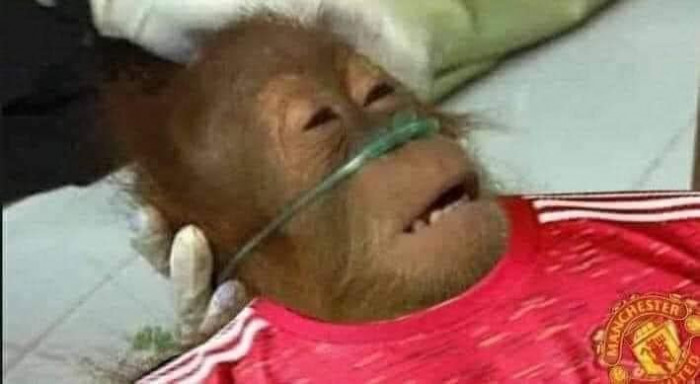 Chú khỉ fan MU đeo ống thở ngay mũi
