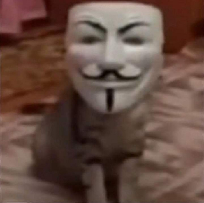Mèo đeo mặt nạ hacker pay acc