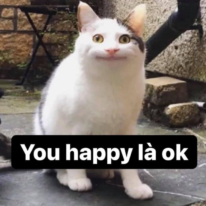Mèo mặt bất lực: you happy là ok