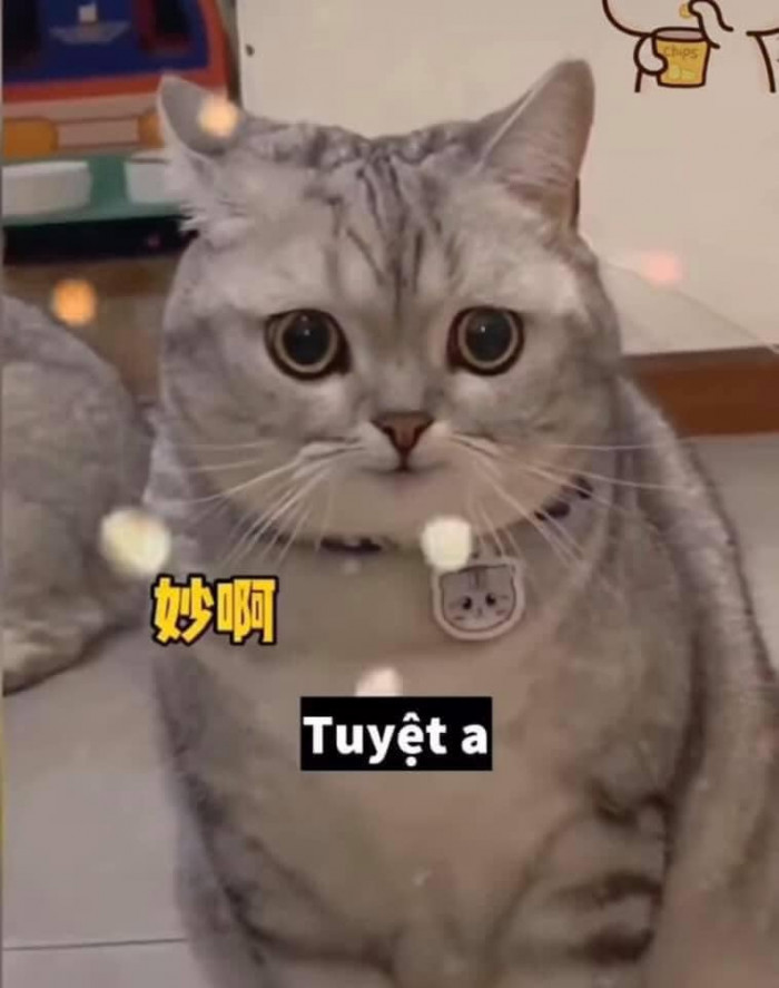 Meme mèo - tổng hợp 440+ meme và ảnh chế mới nhất
