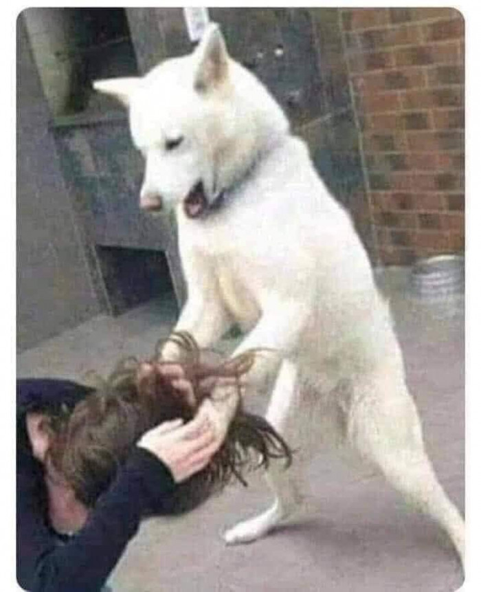 Chó trắng nắm tóc người giận dữ