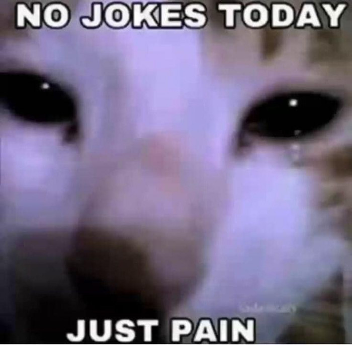 Mèo nói No Jokes Today, Just Pain